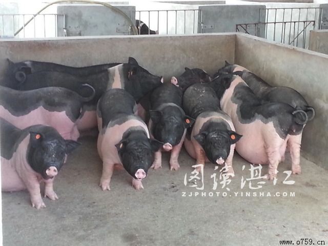 广东十大名牌农产品50强出炉湛江10个产品榜上有名